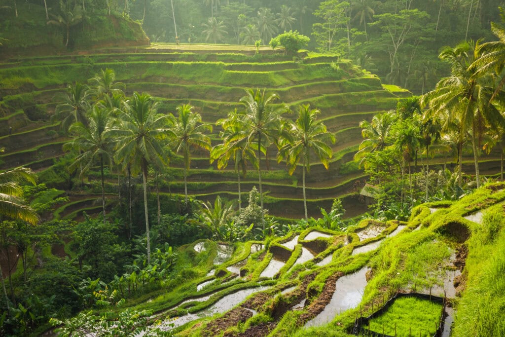 Lush green rice terraces with palm trees.
