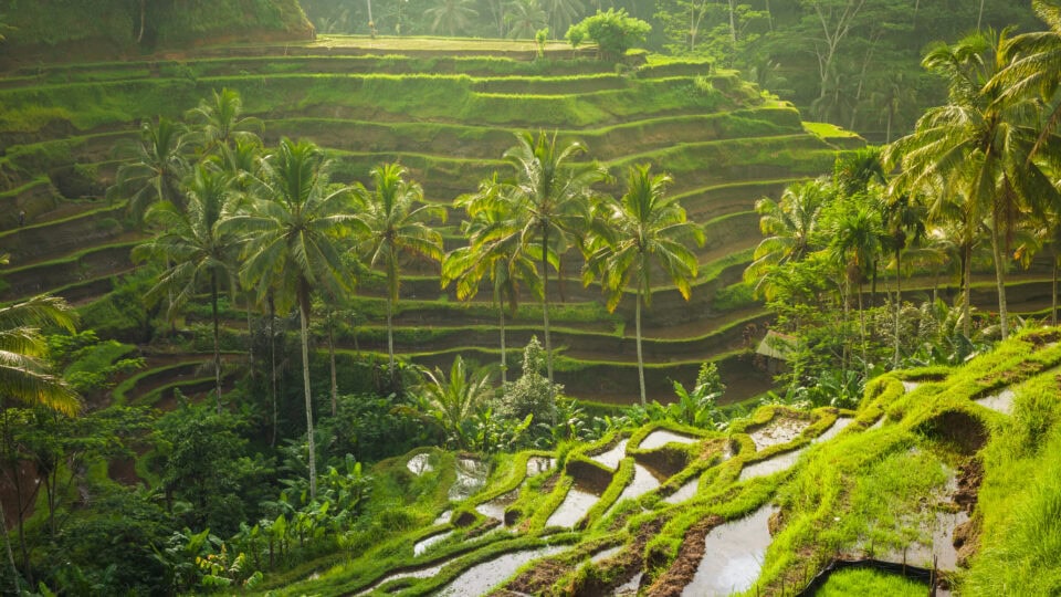 Lush green rice terraces with palm trees.