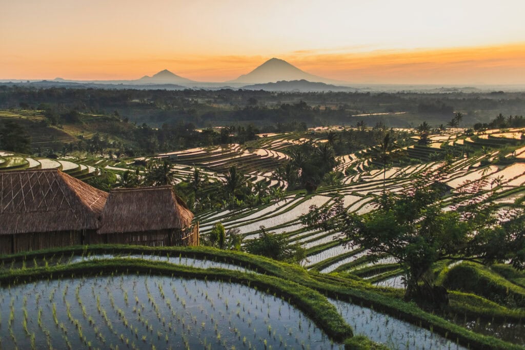 Lush rice terraces at sunset.