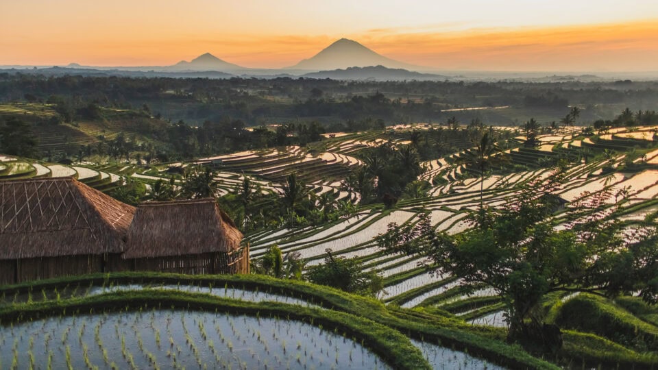 Lush rice terraces at sunset.