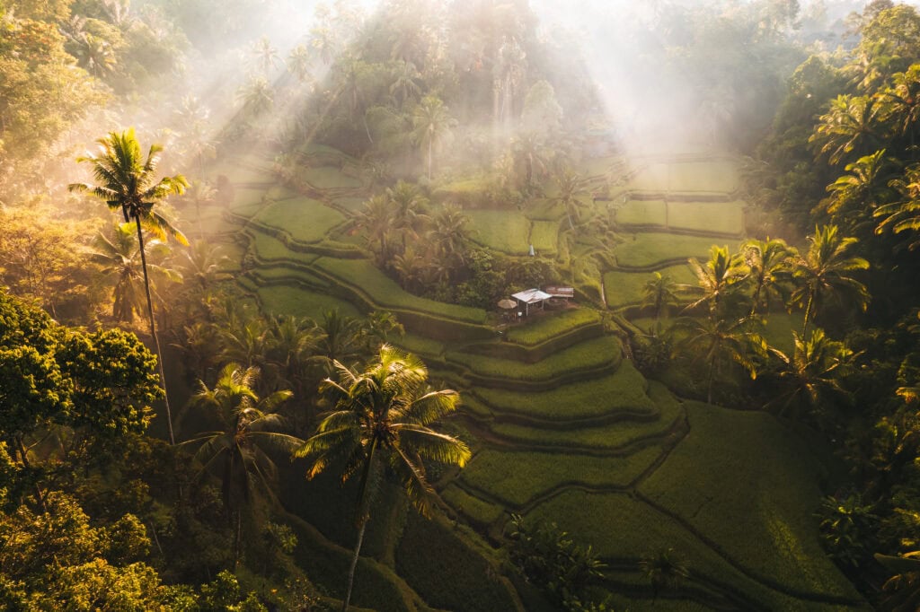 Lush green rice terraces with mist