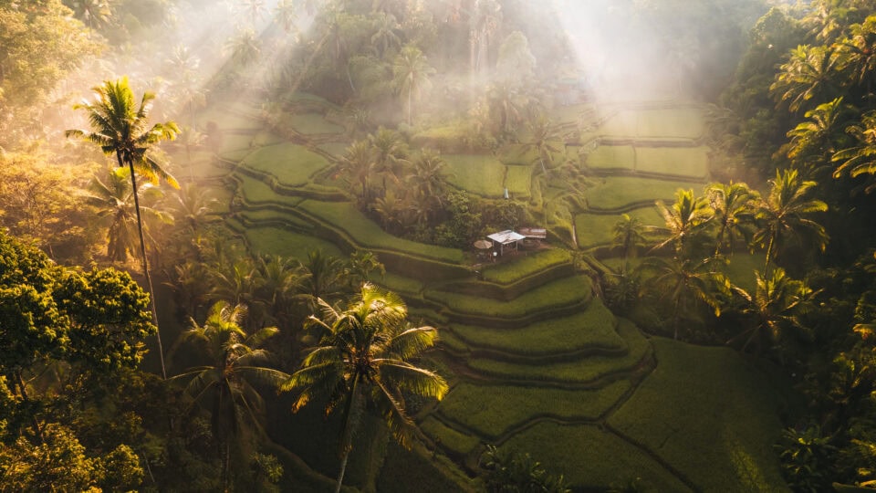 Lush green rice terraces with mist