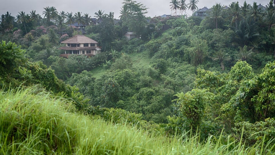Lush green hillside with tropical vegetation.