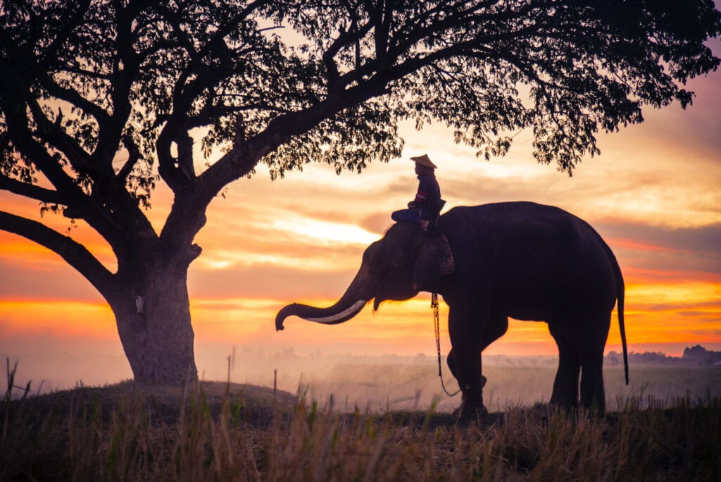 Elephant and rider at sunrise.