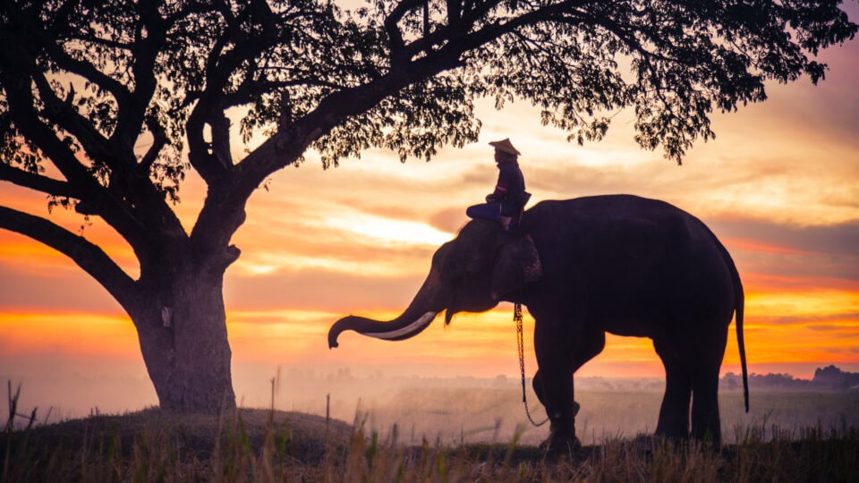 Elephant and rider at sunrise.