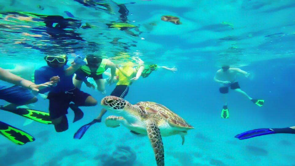 Turtle swimming with snorkeling people.