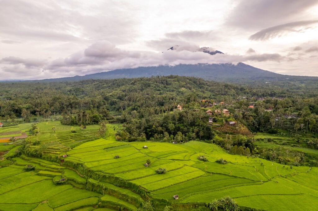 Lush green rice fields under clouds.