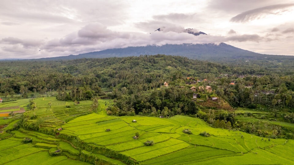 Lush green rice fields under clouds.