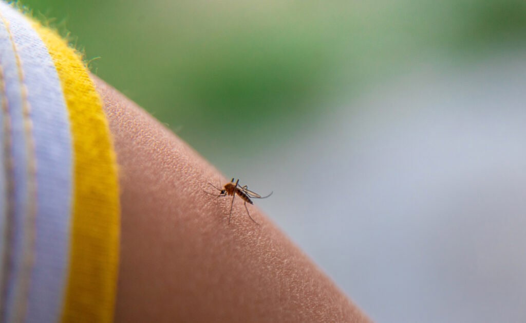 Mosquito resting on bare skin.