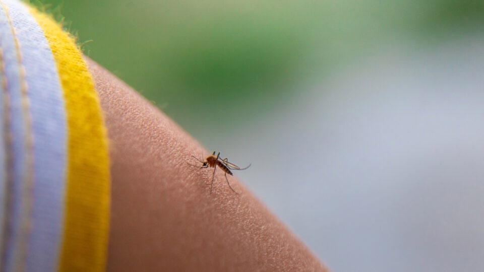 Mosquito resting on bare skin.