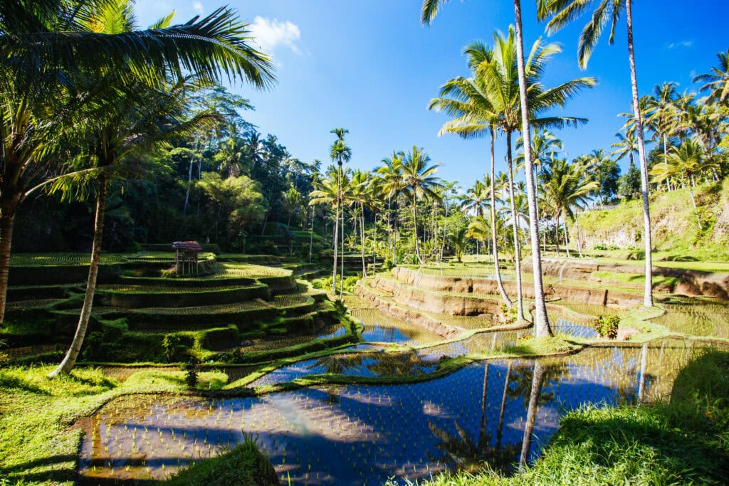 Lush terraced rice fields with palm trees.