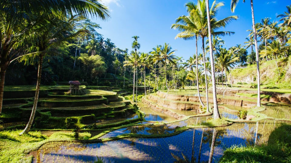 Lush terraced rice fields with palm trees.
