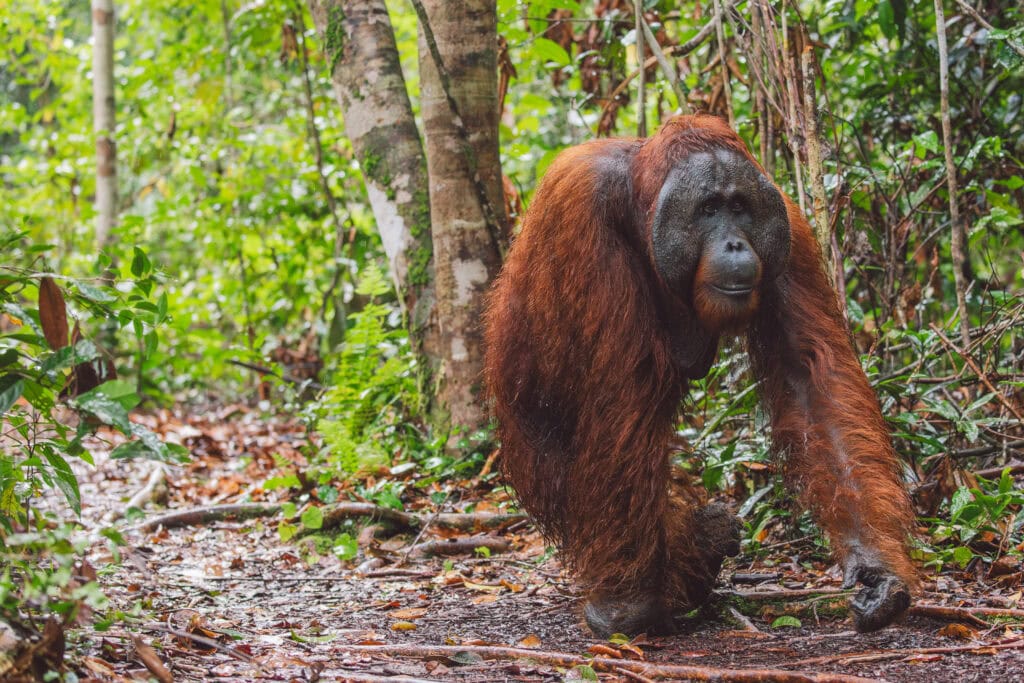 Orangutan walking through dense greenery.