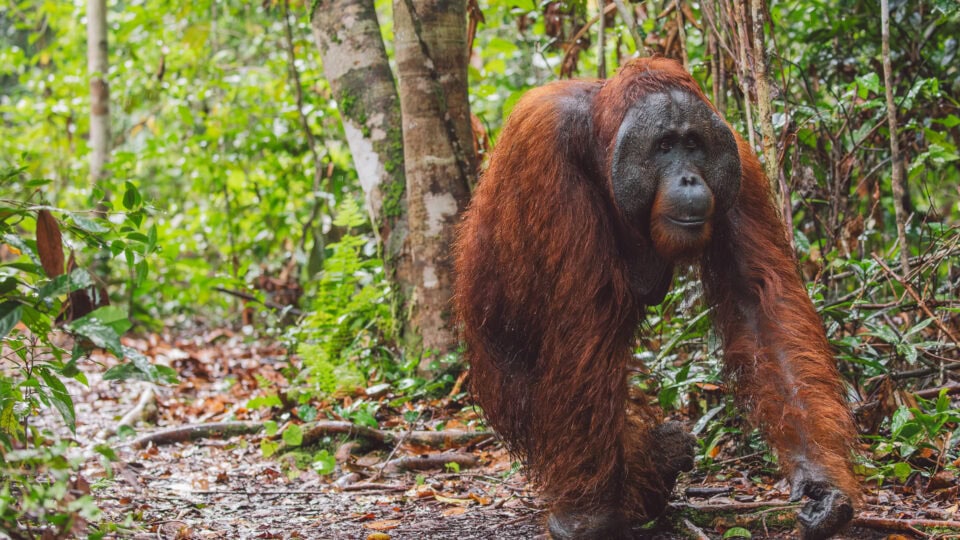 Orangutan walking through dense greenery.